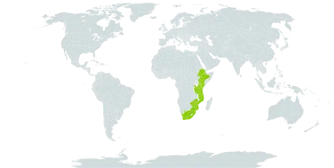 Aneilema indehiscens world distribution map, present in Ethiopia, Kenya, Mozambique, Rwanda, eSwatini, Tanzania, United Republic of, South Africa, and Zimbabwe