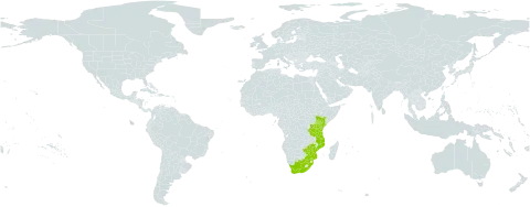 Angraecum conchiferum world distribution map, present in Kenya, Mozambique, Tanzania, United Republic of, South Africa, and Zimbabwe