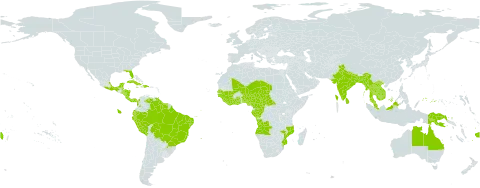 Aniseia martinicensis world distribution map, present in Angola, Argentina, Australia, Benin, Bangladesh, Belize, Bolivia (Plurinational State of), Brazil, Central African Republic, Côte d'Ivoire, Cameroon, Congo, Colombia, Costa Rica, Cuba, Dominican Republic, Ecuador, Fiji, Micronesia (Federated States of), Gabon, Ghana, Guinea, Guadeloupe, Guinea-Bissau, French Guiana, Guyana, Honduras, Haiti, Indonesia, India, Jamaica, Cambodia, Lao People's Democratic Republic, Liberia, Sri Lanka, Mexico, Mali, Myanmar, Mozambique, Martinique, Malaysia, Niger, Nigeria, Nicaragua, Nepal, Panama, Peru, Papua New Guinea, Puerto Rico, Paraguay, Senegal, Singapore, Sierra Leone, El Salvador, Suriname, Chad, Thailand, Tonga, Trinidad and Tobago, Tanzania, United Republic of, United States of America, Venezuela (Bolivarian Republic of), and Viet Nam