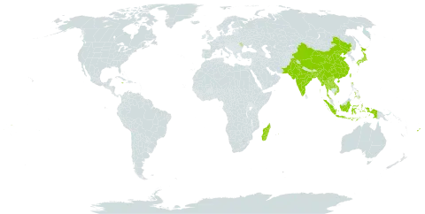 Anisomeles indica world distribution map, present in Andorra, Bangladesh, China, Fiji, Indonesia, India, Jamaica, Japan, Lao People's Democratic Republic, Moldova (Republic of), Madagascar, Maldives, Myanmar, Mauritius, Nepal, Pakistan, Philippines, Thailand, Taiwan, Province of China, Viet Nam, and Samoa