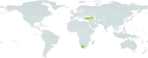 Antennaria caucasica world distribution map, present in Armenia, Azerbaijan, Georgia, Turkey, and South Africa
