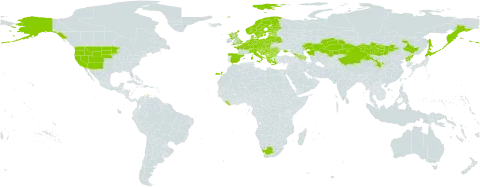 Antennaria dioica world distribution map, present in Albania, Andorra, Armenia, Austria, Azerbaijan, Belgium, Bulgaria, Bosnia and Herzegovina, Belarus, Switzerland, China, Czech Republic, Germany, Denmark, Spain, Estonia, Finland, France, United Kingdom of Great Britain and Northern Ireland, Georgia, Greece, Croatia, Hungary, Italy, Japan, Kazakhstan, Liberia, Liechtenstein, Lithuania, Luxembourg, Latvia, Moldova (Republic of), North Macedonia, Montenegro, Mongolia, Netherlands, Norway, Poland, Korea (Democratic People's Republic of), Romania, Russian Federation, Serbia, Slovakia, Slovenia, Sweden, Ukraine, United States of America, and South Africa