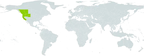 Antennaria racemosa world distribution map, present in Canada and United States of America