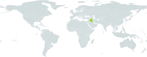 Anthemis handel-mazzettii world distribution map, present in Iraq