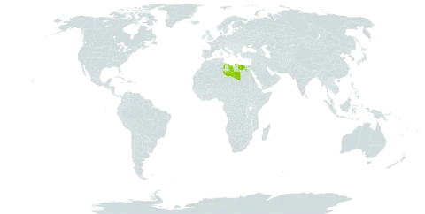 Anthemis indurata world distribution map, present in Egypt, Israel, Libya, and Saudi Arabia
