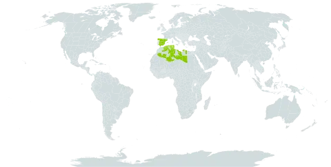 Anthyllis lagascana world distribution map, present in Algeria, Spain, Libya, and Tunisia