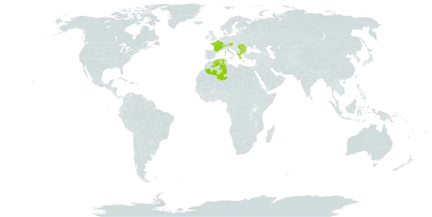 Anthyllis montana world distribution map, present in Albania, Austria, Bulgaria, Switzerland, Algeria, France, Greece, and Romania
