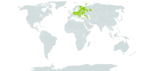 Anthyllis vulneraria subsp. polyphylla world distribution map, present in Albania, Armenia, Austria, Azerbaijan, Belgium, Bulgaria, Belarus, Czech Republic, Germany, Denmark, Ecuador, Estonia, Georgia, Hungary, Lithuania, Latvia, Poland, Romania, Russian Federation, Slovakia, and Ukraine