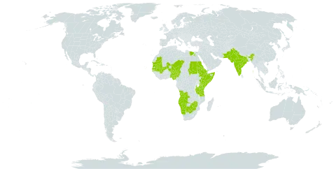Anticharis senegalensis world distribution map, present in Angola, Burkina Faso, Botswana, Cabo Verde, Djibouti, Egypt, Eritrea, Ethiopia, India, Kenya, Mali, Mauritania, Namibia, Niger, Nigeria, Pakistan, Saudi Arabia, Sudan, Senegal, Somalia, Chad, Tanzania, United Republic of, Yemen, South Africa, and Zimbabwe