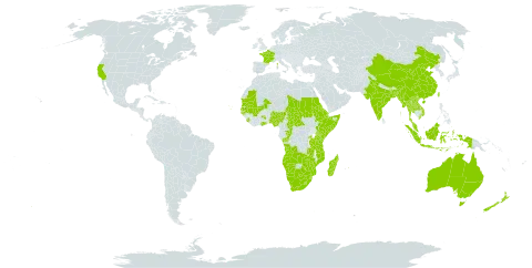 Aponogeton world distribution map, present in Angola, Australia, Bangladesh, Botswana, Central African Republic, China, Congo, Comoros, Cabo Verde, Djibouti, Eritrea, Ethiopia, France, Ghana, Guinea-Bissau, Indonesia, India, Kenya, Lao People's Democratic Republic, Lesotho, Madagascar, Mali, Myanmar, Mozambique, Mauritania, Mauritius, Malaysia, Namibia, Nigeria, Nepal, New Zealand, Rwanda, Sudan, Senegal, Sierra Leone, Somalia, eSwatini, Chad, Thailand, Taiwan, Province of China, Tanzania, United Republic of, Uganda, United States of America, Viet Nam, South Africa, Zambia, and Zimbabwe