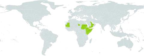 Aptosimum pumilum world distribution map, present in Ethiopia, Kenya, Mauritania, Saudi Arabia, Sudan, Somalia, Chad, and Yemen