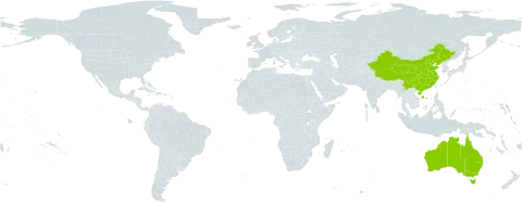 Araucariaceae world distribution map, present in Australia and China