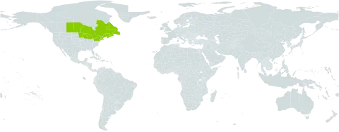 Arceuthobium pusillum world distribution map, present in Canada and United States of America