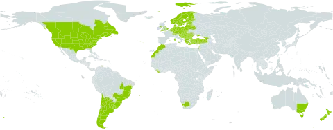 Arctium minus world distribution map, present in Afghanistan, Albania, Andorra, Argentina, Australia, Austria, Belgium, Bulgaria, Bosnia and Herzegovina, Belarus, Brazil, Canada, Switzerland, Chile, Czech Republic, Germany, Denmark, Spain, Estonia, Finland, France, United Kingdom of Great Britain and Northern Ireland, Georgia, Greece, Croatia, Hungary, Israel, Italy, Lebanon, Liberia, Lithuania, Luxembourg, Latvia, Morocco, Moldova (Republic of), North Macedonia, Montenegro, Netherlands, Norway, New Zealand, Poland, Portugal, Romania, Russian Federation, Saint Pierre and Miquelon, Serbia, Slovakia, Slovenia, Sweden, Turkey, Ukraine, Uruguay, United States of America, and South Africa