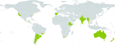 Arctotis stoechadifolia world distribution map, present in Argentina, Australia, Brazil, Spain, Ethiopia, Guatemala, India, Myanmar, New Zealand, Puerto Rico, Portugal, Uruguay, United States of America, and South Africa