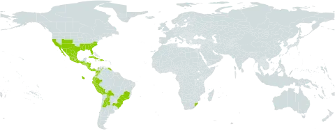 Arenaria lanuginosa world distribution map, present in Argentina, Bolivia (Plurinational State of), Brazil, Colombia, Costa Rica, Cuba, Dominican Republic, Ecuador, Guatemala, Honduras, Haiti, Jamaica, Mexico, Nicaragua, Panama, Peru, El Salvador, United States of America, Venezuela (Bolivarian Republic of), and South Africa
