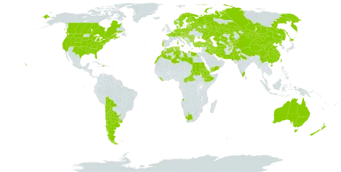 Arenaria serpyllifolia world distribution map, present in Afghanistan, Angola, Albania, Argentina, Armenia, American Samoa, Australia, Austria, Azerbaijan, Belgium, Bulgaria, Bosnia and Herzegovina, Belarus, Bolivia (Plurinational State of), Central African Republic, Canada, Switzerland, Chile, China, Czech Republic, Germany, Denmark, Algeria, Egypt, Eritrea, Spain, Estonia, Ethiopia, Finland, France, United Kingdom of Great Britain and Northern Ireland, Georgia, Greece, Croatia, Haiti, Hungary, India, Iran (Islamic Republic of), Iraq, Italy, Japan, Kazakhstan, Kyrgyzstan, Lebanon, Liberia, Libya, Liechtenstein, Lithuania, Luxembourg, Latvia, Morocco, Moldova (Republic of), North Macedonia, Malta, Montenegro, Mongolia, Netherlands, Norway, Nepal, New Zealand, Pakistan, Philippines, Poland, Korea (Democratic People's Republic of), Portugal, Qatar, Romania, Russian Federation, Saudi Arabia, Sudan, Saint Pierre and Miquelon, Serbia, Slovakia, Slovenia, Sweden, Tajikistan, Turkmenistan, Tunisia, Turkey, Taiwan, Province of China, Ukraine, Uruguay, United States of America, Uzbekistan, Yemen, and South Africa