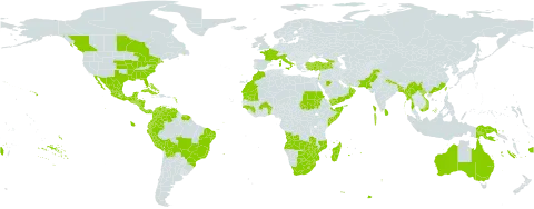 Argemone mexicana world distribution map, present in Angola, Anguilla, Antigua and Barbuda, Australia, Benin, Bonaire, Sint Eustatius and Saba, Burkina Faso, Bangladesh, Bahrain, Bahamas, Belize, Bermuda, Bolivia (Plurinational State of), Brazil, Barbados, Botswana, Canada, China, Colombia, Cabo Verde, Costa Rica, Cuba, Cayman Islands, Dominica, Ecuador, Spain, Fiji, France, Georgia, Guinea, Guadeloupe, Guinea-Bissau, Grenada, Guatemala, French Guiana, Guam, Honduras, Indonesia, India, Israel, Italy, Jamaica, Lebanon, Saint Lucia, Sri Lanka, Lesotho, Morocco, Madagascar, Maldives, Mexico, Myanmar, Northern Mariana Islands, Mozambique, Mauritania, Montserrat, Martinique, Mauritius, Malaysia, Nicaragua, Niue, Nepal, Oman, Pakistan, Panama, Peru, Philippines, Papua New Guinea, Puerto Rico, Portugal, Réunion, Saudi Arabia, Sudan, El Salvador, Somalia, Sao Tome and Principe, Suriname, eSwatini, Seychelles, Turks and Caicos Islands, Togo, Trinidad and Tobago, Turkey, Taiwan, Province of China, United States of America, Saint Vincent and the Grenadines, Venezuela (Bolivarian Republic of), Viet Nam, Yemen, South Africa, Zambia, and Zimbabwe