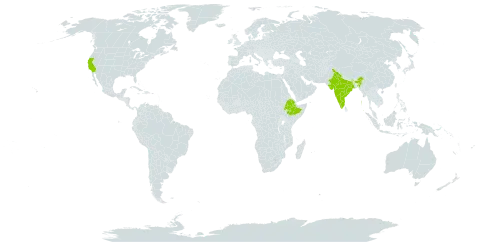 Argyranthemum foeniculaceum world distribution map, present in Spain, Ethiopia, India, and United States of America