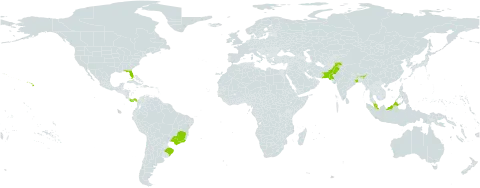 Argyreia nervosa world distribution map, present in Brazil, India, Malaysia, Pakistan, Panama, and United States of America