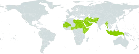 Aristida funiculata world distribution map, present in Afghanistan, Egypt, Eritrea, Ethiopia, Indonesia, Iran (Islamic Republic of), Iraq, Kenya, Libya, Mali, Myanmar, Mauritania, Nigeria, Oman, Pakistan, Saudi Arabia, Sudan, Senegal, Somalia, Chad, and Yemen