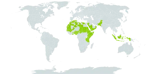 Aristida mutabilis world distribution map, present in Benin, Djibouti, Algeria, Egypt, Eritrea, Ethiopia, Ghana, Indonesia, Kenya, Libya, Morocco, Mali, Mauritania, Nigeria, Oman, Pakistan, Saudi Arabia, Sudan, Senegal, Singapore, Somalia, Chad, Tanzania, United Republic of, Uganda, and Yemen
