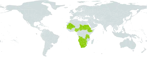Aristida rhiniochloa world distribution map, present in Angola, Botswana, Cabo Verde, Eritrea, Ethiopia, Mali, Mauritania, Namibia, Nigeria, Sudan, Senegal, Chad, Tanzania, United Republic of, South Africa, Zambia, and Zimbabwe