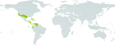 Aristida ternipes world distribution map, present in Bahamas, Belize, Costa Rica, Cuba, Dominica, Ecuador, Guatemala, Honduras, Haiti, Nicaragua, Panama, United States of America, and Venezuela (Bolivarian Republic of)
