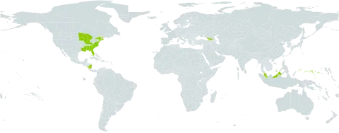 Aristida tuberculosa world distribution map, present in Åland Islands, Micronesia (Federated States of), Georgia, Malaysia, Nicaragua, and United States of America