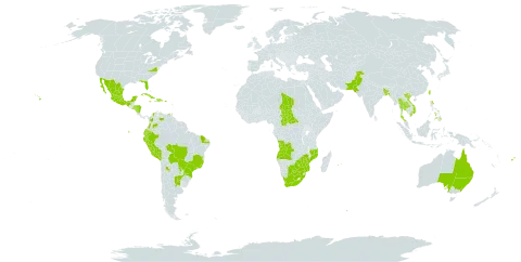 Aristolochia littoralis world distribution map, present in Angola, Argentina, Antigua and Barbuda, Australia, Bangladesh, Bolivia (Plurinational State of), Brazil, Botswana, Central African Republic, Colombia, Cuba, Dominican Republic, Ecuador, Fiji, Guadeloupe, Guam, Honduras, Haiti, India, Jamaica, Mexico, Mozambique, Mauritius, Nicaragua, Niue, Pakistan, Peru, Philippines, Puerto Rico, Paraguay, Réunion, El Salvador, Sao Tome and Principe, Chad, Thailand, Tonga, Trinidad and Tobago, Taiwan, Province of China, United States of America, Venezuela (Bolivarian Republic of), Viet Nam, South Africa, and Zimbabwe