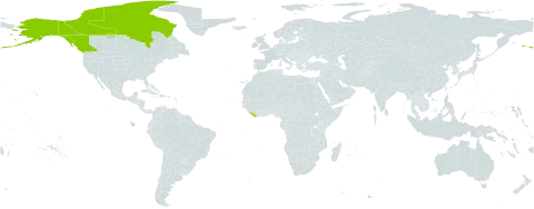 Arnica griscomii subsp. frigida world distribution map, present in Canada, Liberia, and United States of America