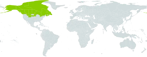 Arnica lonchophylla world distribution map, present in Canada and United States of America