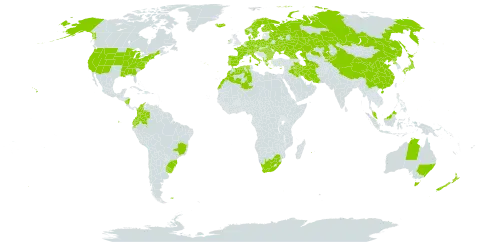 Arrhenatherum elatius world distribution map, present in Åland Islands, Albania, Australia, Austria, Bulgaria, Belarus, Brazil, Switzerland, China, Colombia, Cyprus, Czech Republic, Germany, Denmark, Algeria, Ecuador, Spain, Finland, Falkland Islands (Malvinas), France, Micronesia (Federated States of), Georgia, Greece, Hungary, Ireland, Iran (Islamic Republic of), Iraq, Iceland, Italy, Japan, Kazakhstan, Kyrgyzstan, Morocco, Malaysia, Nicaragua, Netherlands, Norway, New Zealand, Palau, Poland, Korea (Democratic People's Republic of), Portugal, Réunion, Romania, Russian Federation, Sweden, Turks and Caicos Islands, Turkmenistan, Ukraine, Uruguay, United States of America, and South Africa