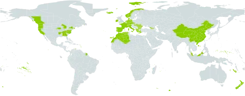 Arrhenatherum elatius subsp. bulbosum world distribution map, present in Åland Islands, Albania, Bulgaria, Canada, Switzerland, China, Czech Republic, Germany, Denmark, Algeria, Spain, France, Micronesia (Federated States of), Georgia, Greece, Hungary, Ireland, Iceland, Italy, Morocco, Malaysia, Netherlands, Norway, New Zealand, Portugal, Romania, Turks and Caicos Islands, and United States of America