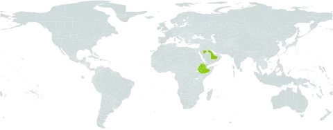 Arrowsmithia ericifolia world distribution map, present in Djibouti, Ethiopia, Saudi Arabia, and Yemen