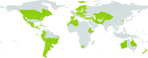 Artemisia absinthium world distribution map, present in Afghanistan, Albania, Andorra, Argentina, Armenia, Australia, Austria, Azerbaijan, Belgium, Bulgaria, Bosnia and Herzegovina, Belarus, Bolivia (Plurinational State of), Brazil, Canada, Switzerland, Chile, China, Colombia, Cuba, Czech Republic, Germany, Denmark, Dominican Republic, Algeria, Ecuador, Eritrea, Spain, Estonia, Ethiopia, Finland, France, United Kingdom of Great Britain and Northern Ireland, Georgia, Greece, Honduras, Croatia, Haiti, Hungary, India, Iran (Islamic Republic of), Italy, Kazakhstan, Kyrgyzstan, Liberia, Liechtenstein, Lithuania, Luxembourg, Latvia, Morocco, Moldova (Republic of), Mexico, North Macedonia, Montenegro, Netherlands, Norway, New Zealand, Pakistan, Peru, Poland, Puerto Rico, Portugal, Paraguay, Romania, Russian Federation, Serbia, Slovakia, Slovenia, Sweden, Tajikistan, Turkmenistan, Turkey, Ukraine, United States of America, Uzbekistan, and South Africa