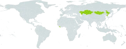 Artemisia bargusinensis world distribution map, present in China, Kazakhstan, Liberia, Mongolia, and Korea (Democratic People's Republic of)