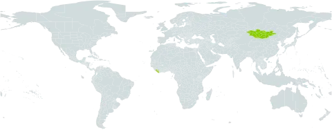 Artemisia globosa world distribution map, present in Liberia and Mongolia