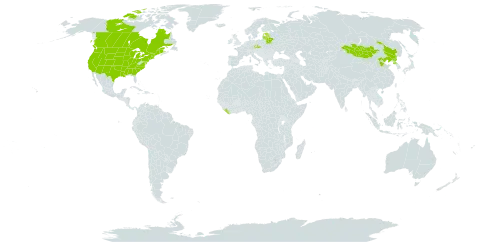 Artemisia ludoviciana subsp. ludoviciana world distribution map, present in Belarus, Canada, China, Czech Republic, Estonia, Liberia, Lithuania, Latvia, Mongolia, Korea (Democratic People's Republic of), and United States of America