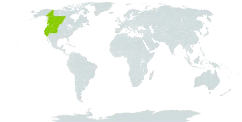 Artemisia michauxiana world distribution map, present in Canada and United States of America