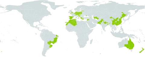 Artemisia verlotiorum world distribution map, present in Albania, Andorra, Argentina, Armenia, Australia, Austria, Belgium, Bosnia and Herzegovina, Brazil, Switzerland, China, Czech Republic, Germany, Algeria, Spain, France, United Kingdom of Great Britain and Northern Ireland, Greece, Croatia, India, Italy, Lebanon, Liechtenstein, Latvia, Morocco, Mauritius, Nepal, New Zealand, Pakistan, Poland, Portugal, Paraguay, Réunion, Slovakia, Slovenia, Syrian Arab Republic, Turkmenistan, Taiwan, Province of China, Ukraine, and Uruguay