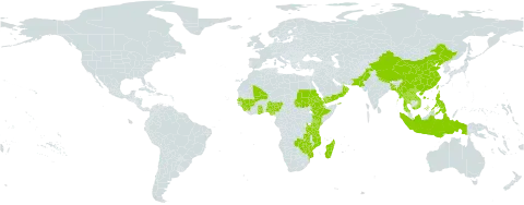 Arthraxon lancifolius world distribution map, present in Bangladesh, China, Comoros, Eritrea, Ethiopia, Ghana, Guinea, Indonesia, Kenya, Lao People's Democratic Republic, Madagascar, Mali, Myanmar, Mozambique, Nigeria, Nepal, Oman, Pakistan, Philippines, Sudan, Senegal, Sierra Leone, Thailand, Taiwan, Province of China, Tanzania, United Republic of, Viet Nam, Yemen, Zambia, and Zimbabwe