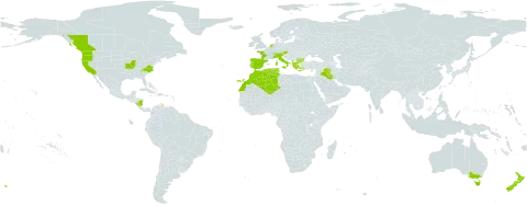 Arum italicum world distribution map, present in Albania, Australia, Austria, Bulgaria, Canada, Switzerland, Cyprus, Algeria, Spain, France, Greece, Iraq, Italy, Morocco, Nicaragua, Netherlands, New Zealand, Portugal, Turks and Caicos Islands, Tunisia, and United States of America