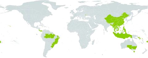 Arundina graminifolia world distribution map, present in Australia, Bangladesh, Brazil, China, Costa Rica, Fiji, Indonesia, Jamaica, Lao People's Democratic Republic, Moldova (Republic of), Myanmar, Nepal, Panama, Philippines, Puerto Rico, Réunion, Solomon Islands, Thailand, Taiwan, Province of China, United States of America, and Viet Nam