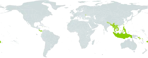 Arundina graminifolia subsp. graminifolia world distribution map, present in Bangladesh, Costa Rica, Fiji, Indonesia, Jamaica, Lao People's Democratic Republic, Moldova (Republic of), Myanmar, Nepal, Panama, Philippines, Puerto Rico, Réunion, Solomon Islands, Thailand, Taiwan, Province of China, and Viet Nam
