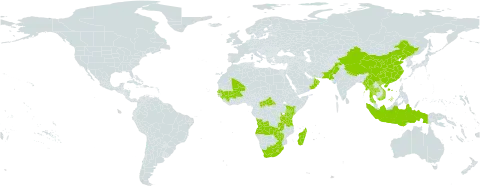 Arundinella nepalensis world distribution map, present in Angola, Burkina Faso, Central African Republic, China, Guinea, Indonesia, Kenya, Lesotho, Madagascar, Mali, Myanmar, Nepal, Oman, Pakistan, Senegal, eSwatini, Thailand, Tanzania, United Republic of, Viet Nam, South Africa, Zambia, and Zimbabwe