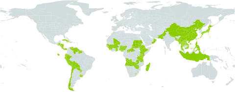 Arundinella world distribution map, present in Angola, Andorra, Burkina Faso, Bangladesh, Belize, Bolivia (Plurinational State of), Central African Republic, Chile, China, Costa Rica, Cuba, Dominica, Ecuador, Ethiopia, Ghana, Guinea, Guatemala, Guyana, Honduras, Haiti, Indonesia, Jamaica, Japan, Kenya, Lao People's Democratic Republic, Lesotho, Madagascar, Mali, Myanmar, Montenegro, Nigeria, Nicaragua, Nepal, Oman, Pakistan, Panama, Peru, Philippines, Puerto Rico, Korea (Democratic People's Republic of), Paraguay, Sudan, Senegal, Sierra Leone, Suriname, eSwatini, Thailand, Taiwan, Province of China, Tanzania, United Republic of, Uruguay, Venezuela (Bolivarian Republic of), Viet Nam, Zambia, and Zimbabwe