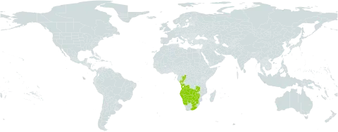 Asclepias aurea world distribution map, present in Angola, Botswana, Congo, Lesotho, Namibia, eSwatini, South Africa, Zambia, and Zimbabwe