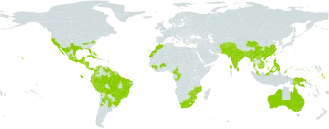 Asclepias curassavica world distribution map, present in Afghanistan, Argentina, American Samoa, Antigua and Barbuda, Australia, Bonaire, Sint Eustatius and Saba, Burkina Faso, Bangladesh, Bahamas, Belize, Bermuda, Bolivia (Plurinational State of), Brazil, Barbados, Bhutan, Chile, China, Cameroon, Congo, Cook Islands, Colombia, Cabo Verde, Costa Rica, Cuba, Cayman Islands, Cyprus, Dominica, Ecuador, Spain, Fiji, Micronesia (Federated States of), Guinea, Guadeloupe, Equatorial Guinea, Greece, Guatemala, French Guiana, Guam, Guyana, Honduras, Indonesia, India, Jamaica, Japan, Cambodia, Kiribati, Lao People's Democratic Republic, Saint Lucia, Sri Lanka, Morocco, Mexico, Marshall Islands, Malta, Myanmar, Northern Mariana Islands, Mozambique, Montserrat, Martinique, Malawi, Malaysia, Nicaragua, Nepal, Pakistan, Panama, Peru, Philippines, Palau, Papua New Guinea, Puerto Rico, Portugal, Paraguay, Singapore, El Salvador, Sao Tome and Principe, Suriname, Seychelles, Turks and Caicos Islands, Tonga, Trinidad and Tobago, Taiwan, Province of China, United States Minor Outlying Islands, United States of America, Saint Vincent and the Grenadines, Venezuela (Bolivarian Republic of), Viet Nam, South Africa, and Zimbabwe