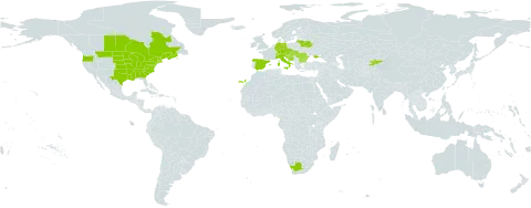 Asclepias syriaca world distribution map, present in Austria, Bulgaria, Bosnia and Herzegovina, Belarus, Canada, Switzerland, Czech Republic, Germany, Spain, France, Equatorial Guinea, Croatia, Hungary, Italy, Kyrgyzstan, Lithuania, Romania, Slovakia, Slovenia, Ukraine, United States of America, and South Africa